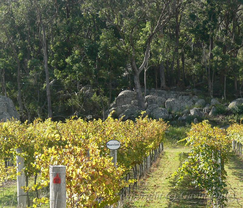 Mourvèdre, Boireann vineyard P1070979.JPG